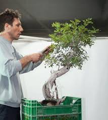 چگونه بونسای پسته پرورش دهیم ؟